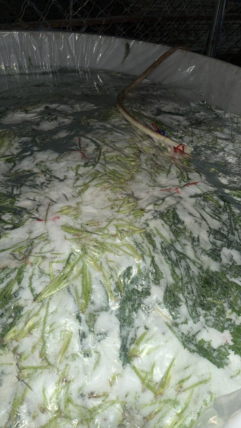 雪里蕻，雪菜，
