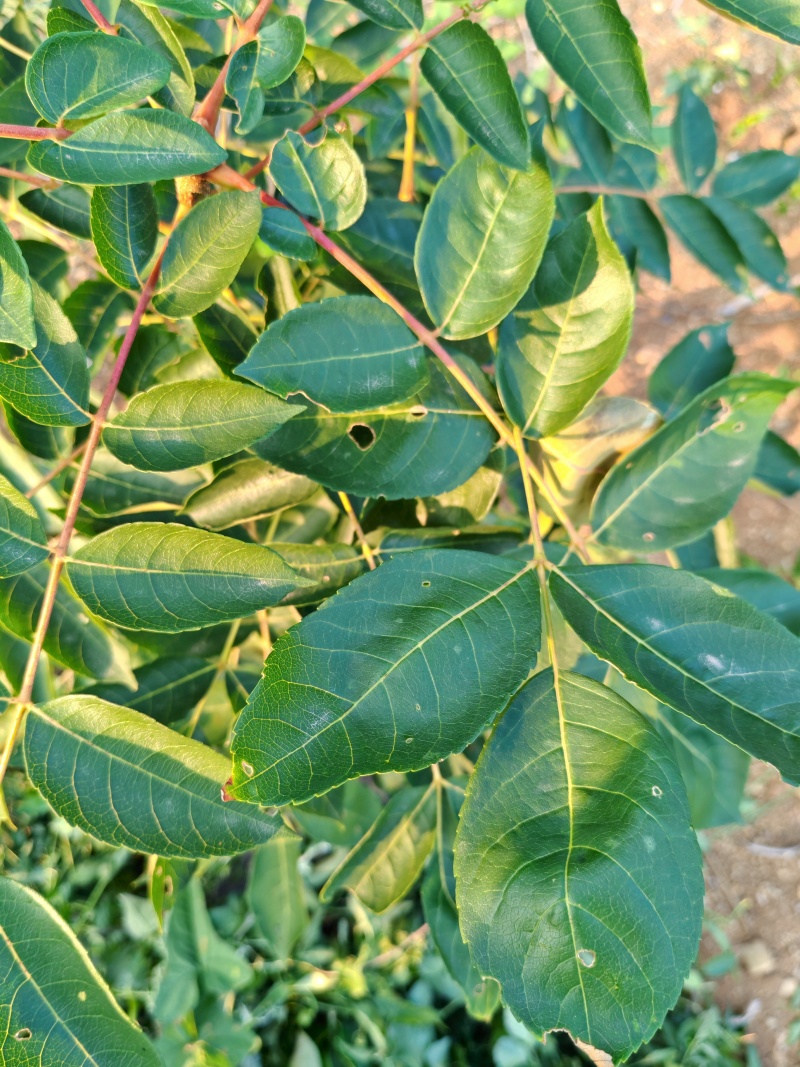 药用苦木，苦木，订单式种植回收