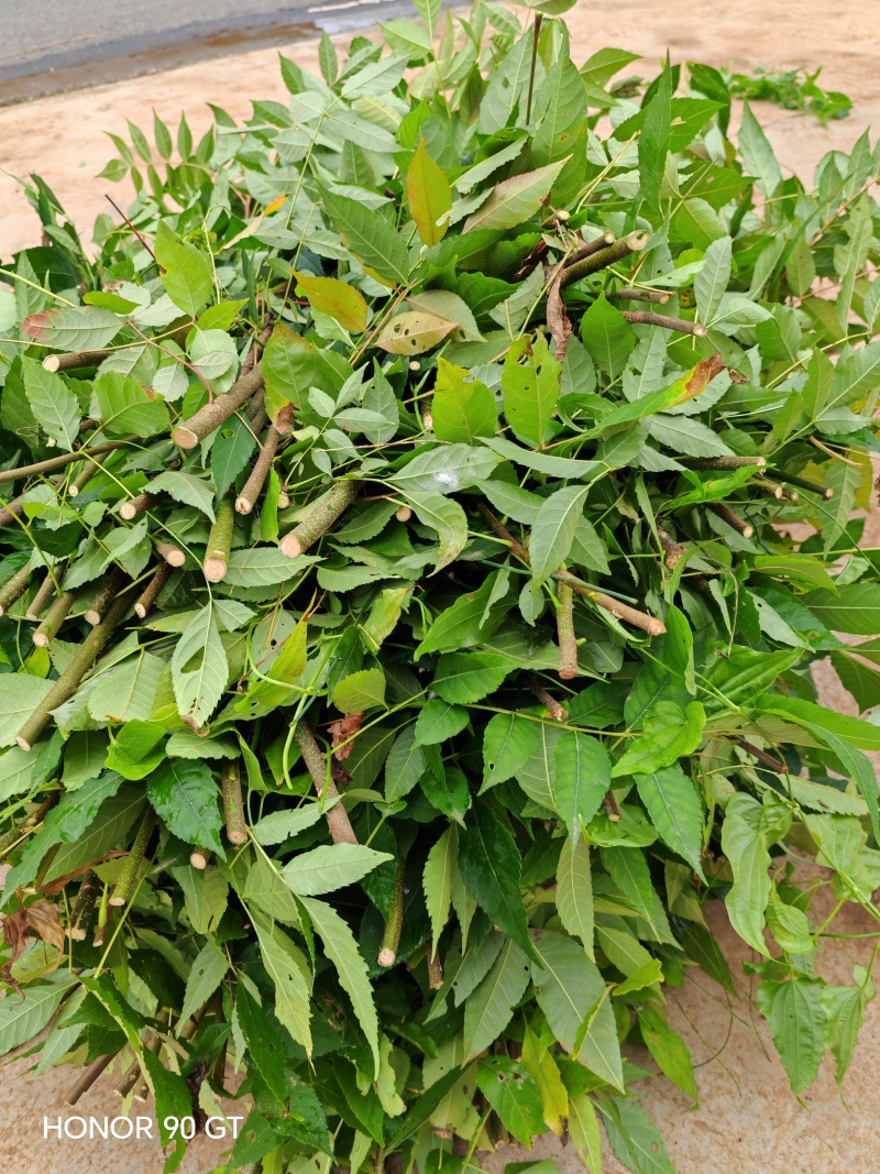 药用苦木，苦木，订单式种植回收