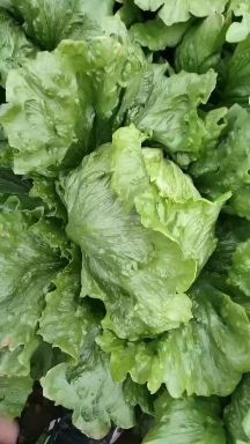 暖棚结球生菜大量上市