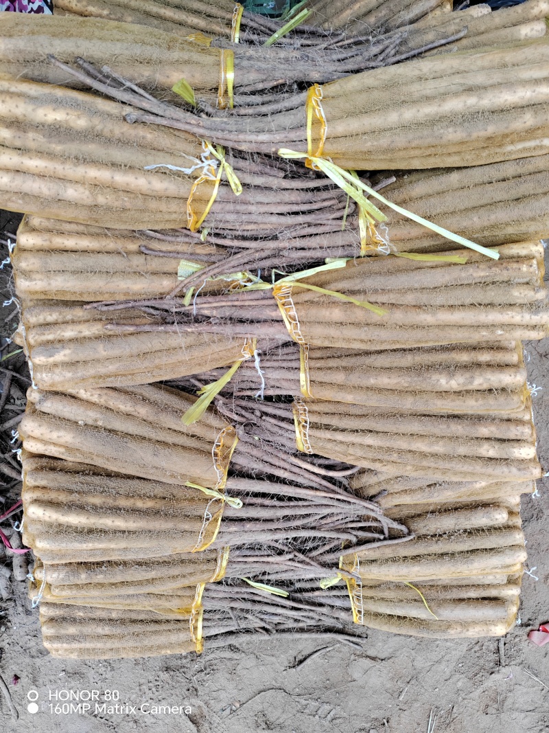 铁棍山药