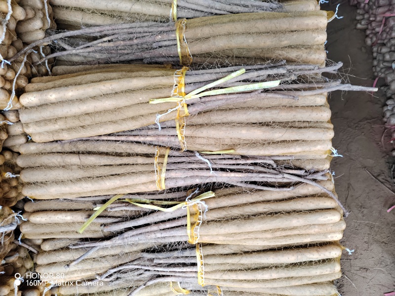 铁棍山药
