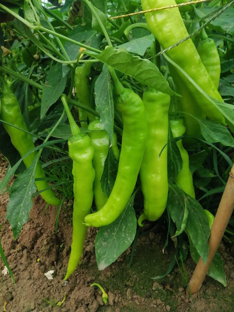 优质黄皮椒