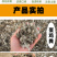 干鸡粪批发晒干鸡粪有机肥水果蔬菜用肥可视频看货