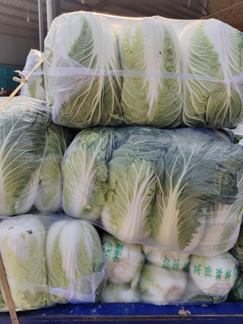 湖北荆州蔬果专业合作社，5000亩大白菜种植基地，品质好