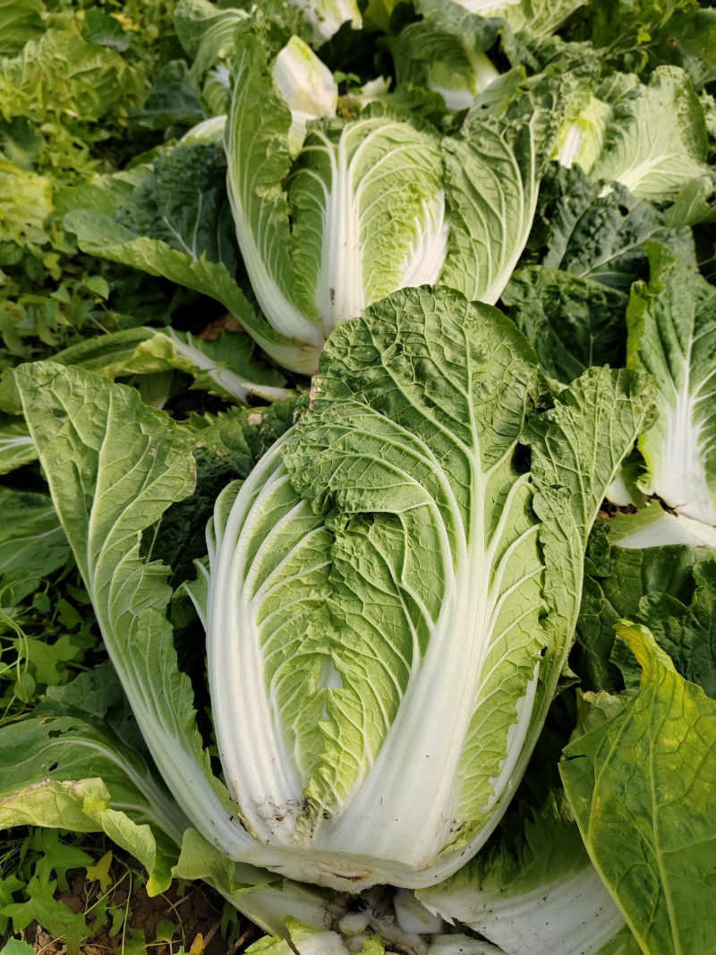 湖北荆州蔬果专业合作社，5000亩大白菜种植基地，品质好