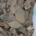 香叶精品香叶批发香叶色青味浓量大从优质量保证