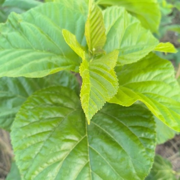 大叶桑树苗