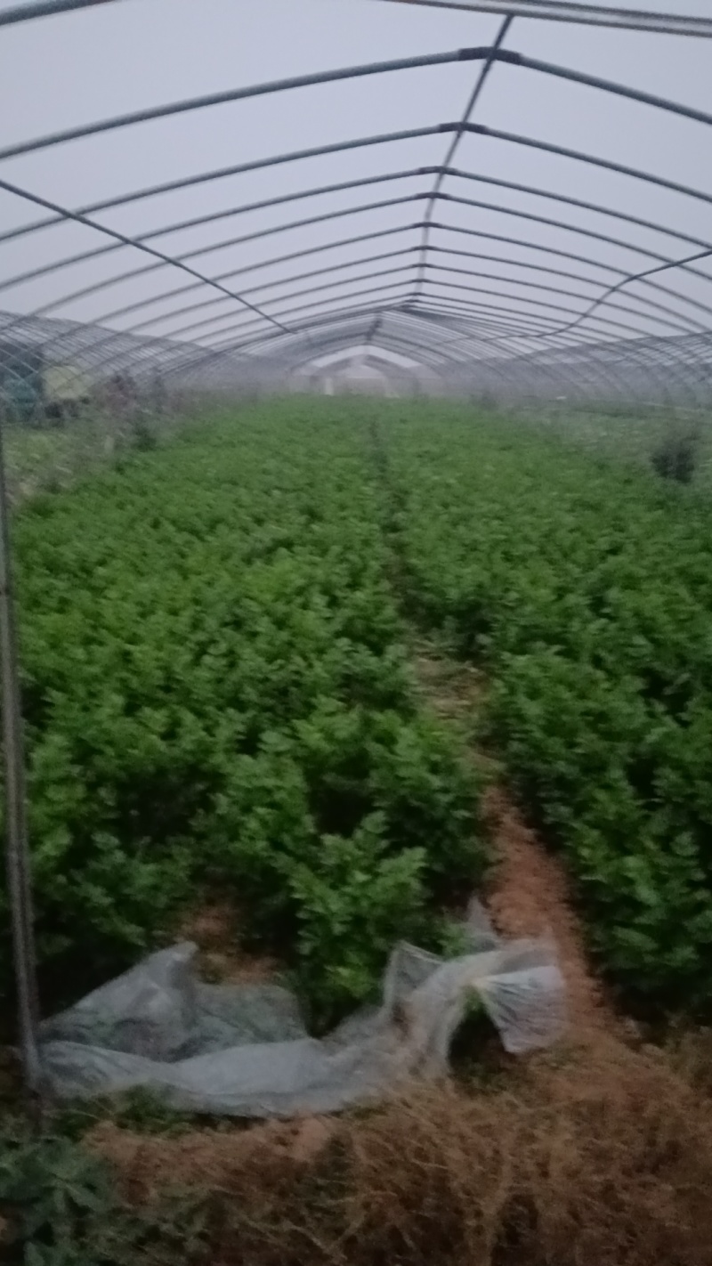 精品西芹大量上市全国对接，常年供货。协助调车，保质保量