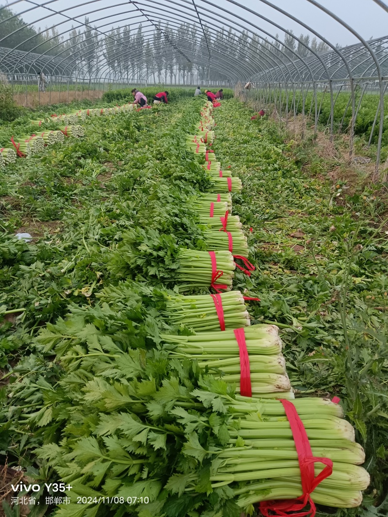 精品西芹大量上市全国对接，常年供货。协助调车，保质保量