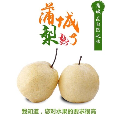 蒲城酥梨，砀山梨，脆甜无渣，产地直发，一手货源