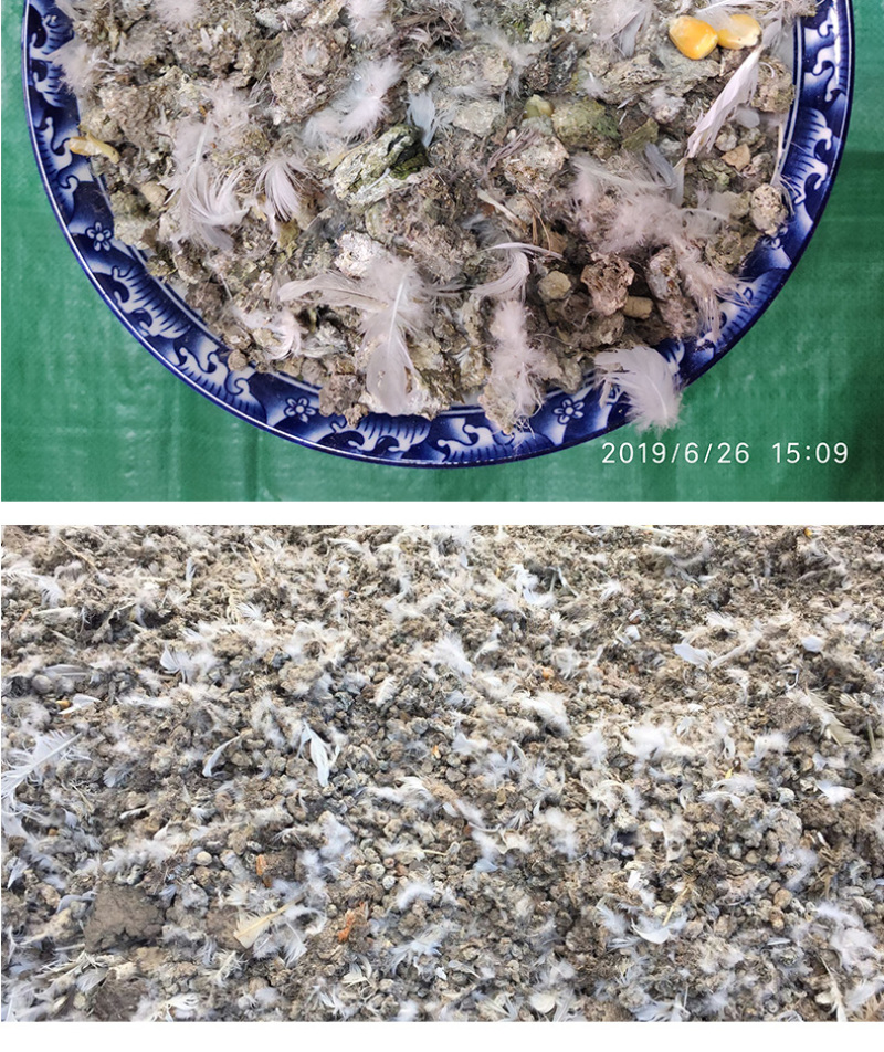 晒干鸽子粪有机肥料优质鸽子粪长期供应量大优惠