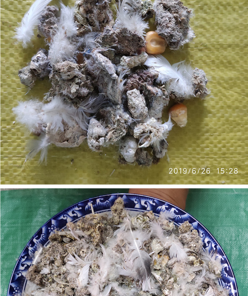 晒干鸽子粪有机肥料优质鸽子粪长期供应量大优惠