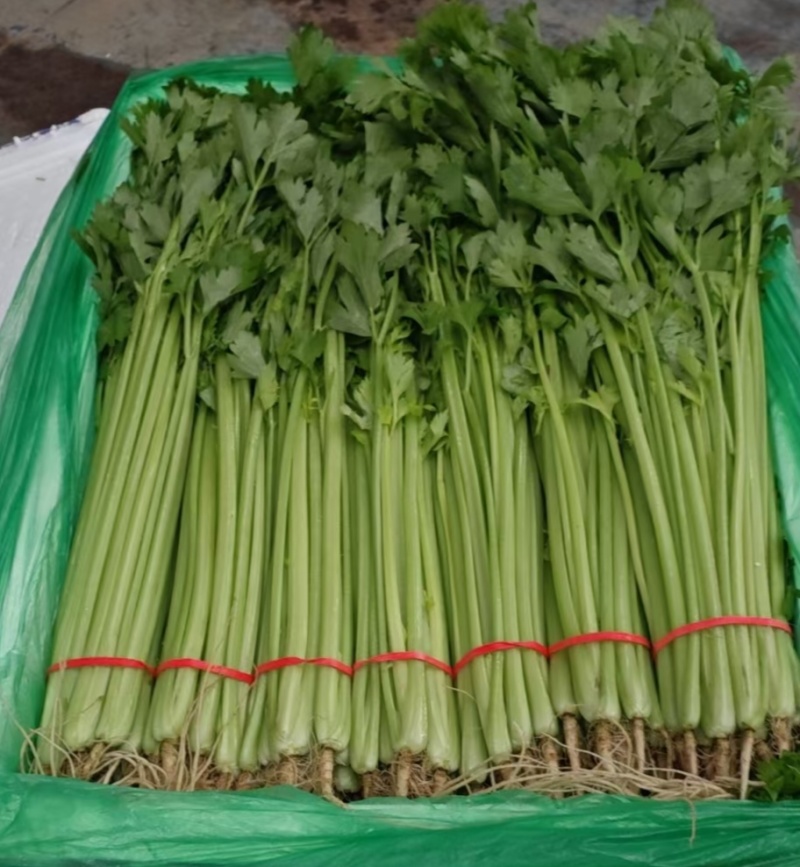 精品香芹产地直发，每天都在走货中，保质保量保售后。