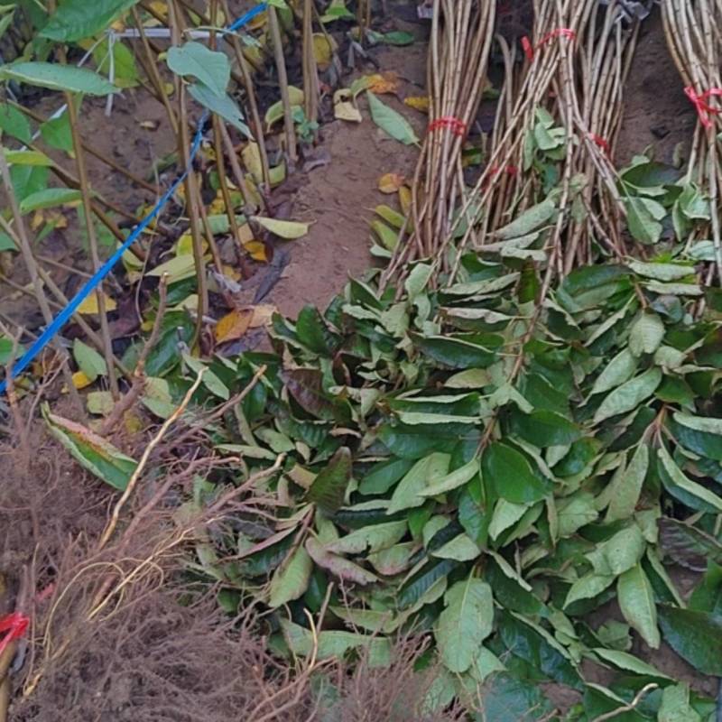 布鲁克斯樱桃树苗太平洋红樱桃树苗火箭樱桃树苗