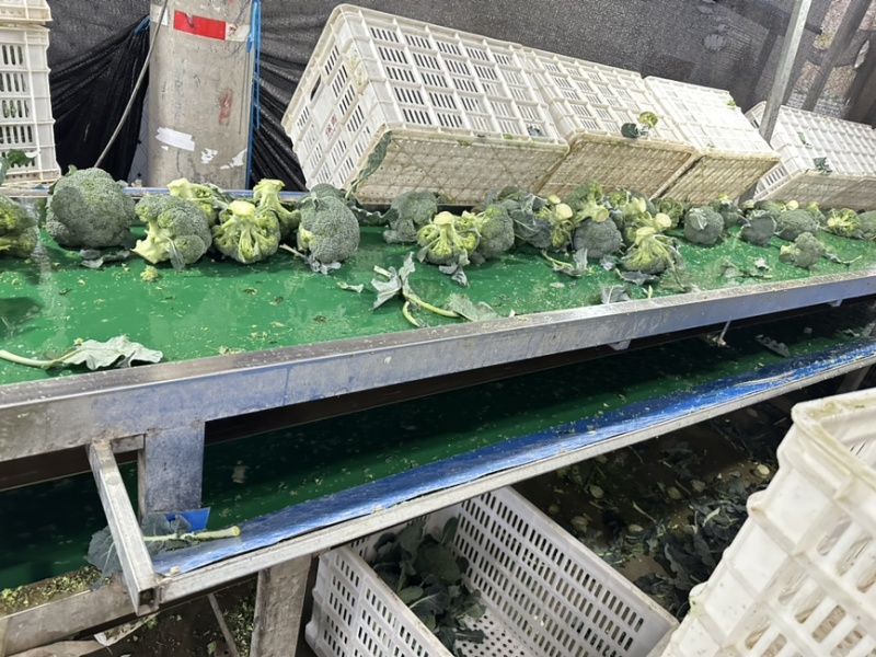 河南西兰花大量上市中，耐寒西兰花原产地，小米粒