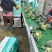河南西兰花大量上市中，耐寒西兰花原产地，小米粒