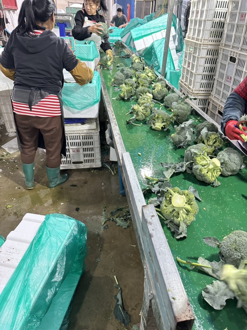 河南西兰花大量上市中，耐寒西兰花原产地，小米粒