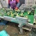 河南西兰花大量上市中，耐寒西兰花原产地，小米粒