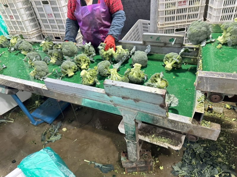 河南西兰花大量上市中，耐寒西兰花原产地，小米粒