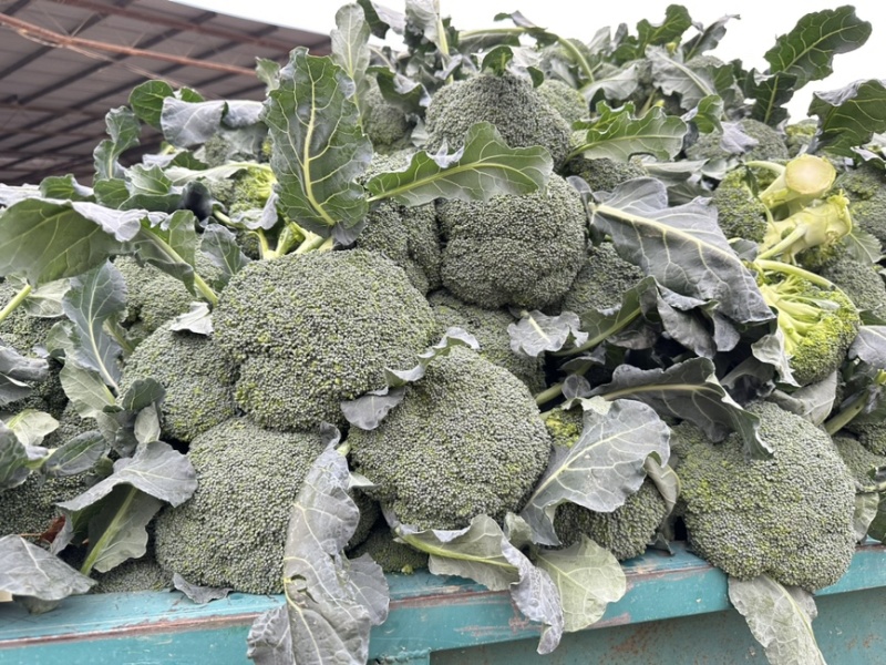河南西兰花大量上市中，耐寒西兰花原产地，小米粒