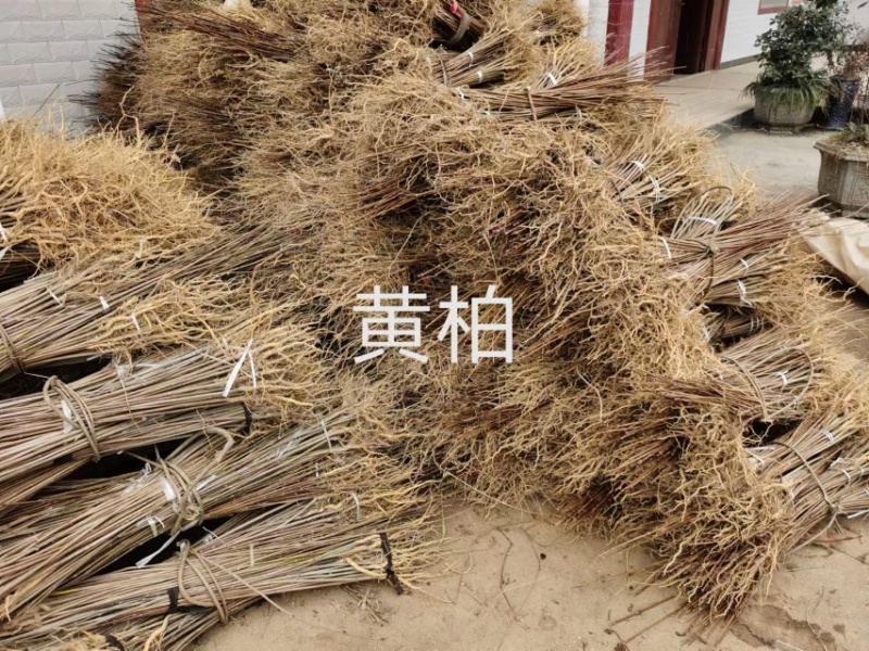 柏树苗黄柏苗，自产自销，基地几百亩欢迎新老客户联系
