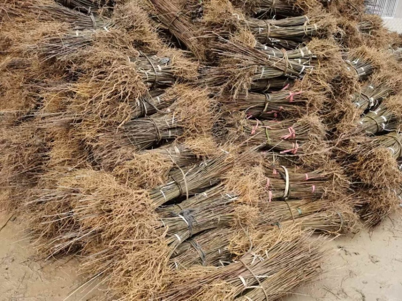 柏树苗黄柏苗，自产自销，基地几百亩欢迎新老客户联系