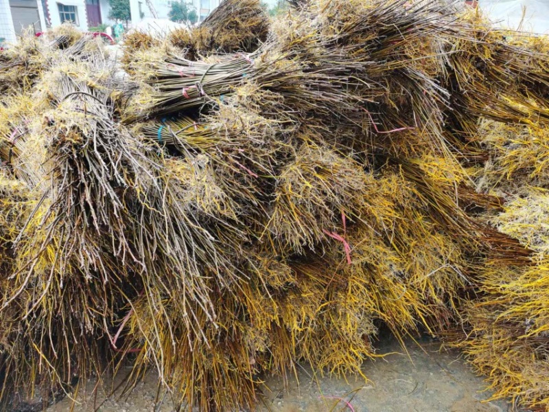 柏树苗黄柏苗，自产自销，基地几百亩欢迎新老客户联系