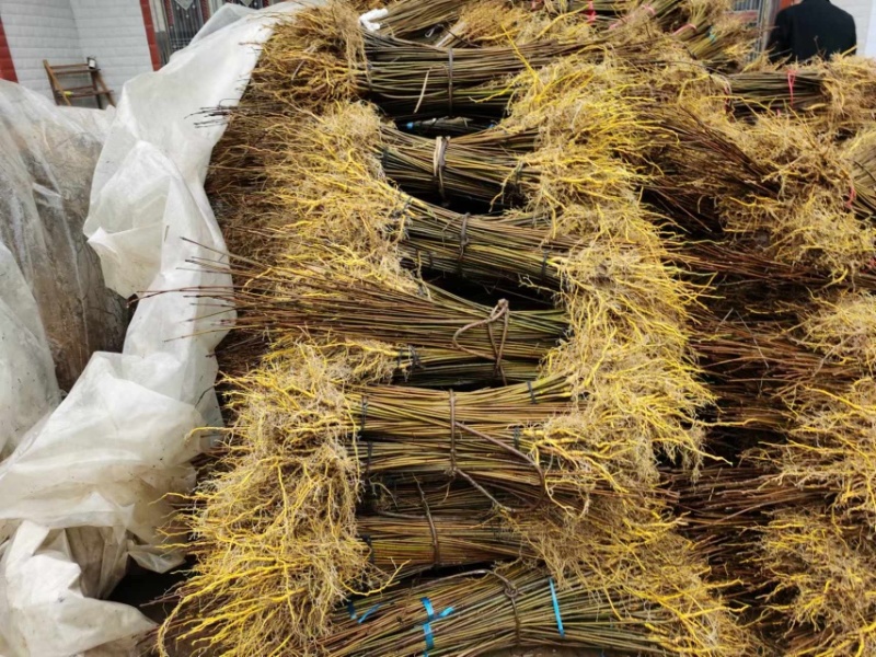 柏树苗黄柏苗，自产自销，基地几百亩欢迎新老客户联系
