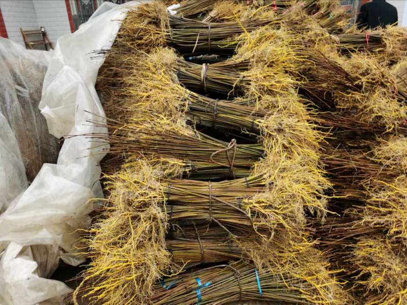 柏树苗黄柏苗，自产自销，基地几百亩欢迎新老客户联系