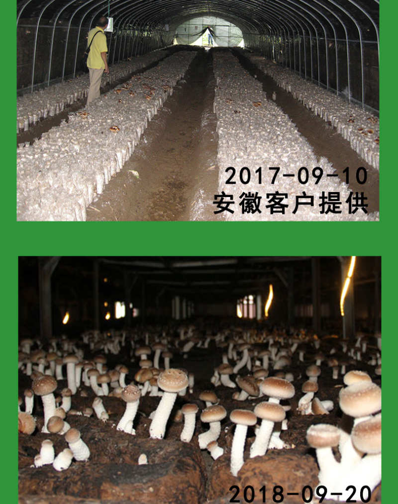 【厂家热销】晒干牛粪农家肥有机肥料富含氮磷钾肥料