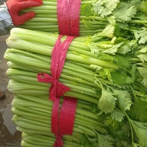 精品芹菜一手资源产地直发清香口感
