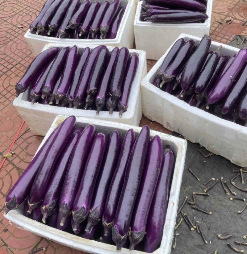 紫长茄广东紫茄，茄子对接商超档口欢迎