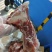 多肉前腿骨，6块一斤，带肉率高，新货，颜色鲜亮