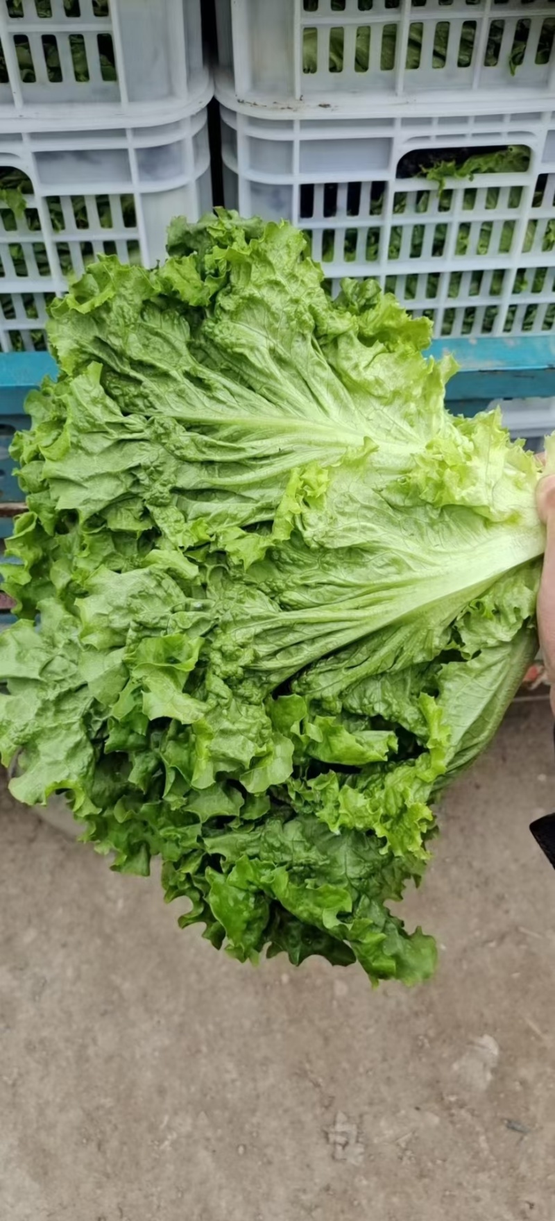 邯郸叶生菜大量有货保证品质新鲜