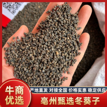 中药材冬葵子统货选货量大从优支持视频看货批发零售