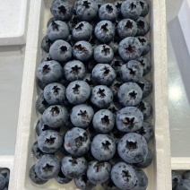精品蓝莓，目前有L25L11优瑞卡等品种