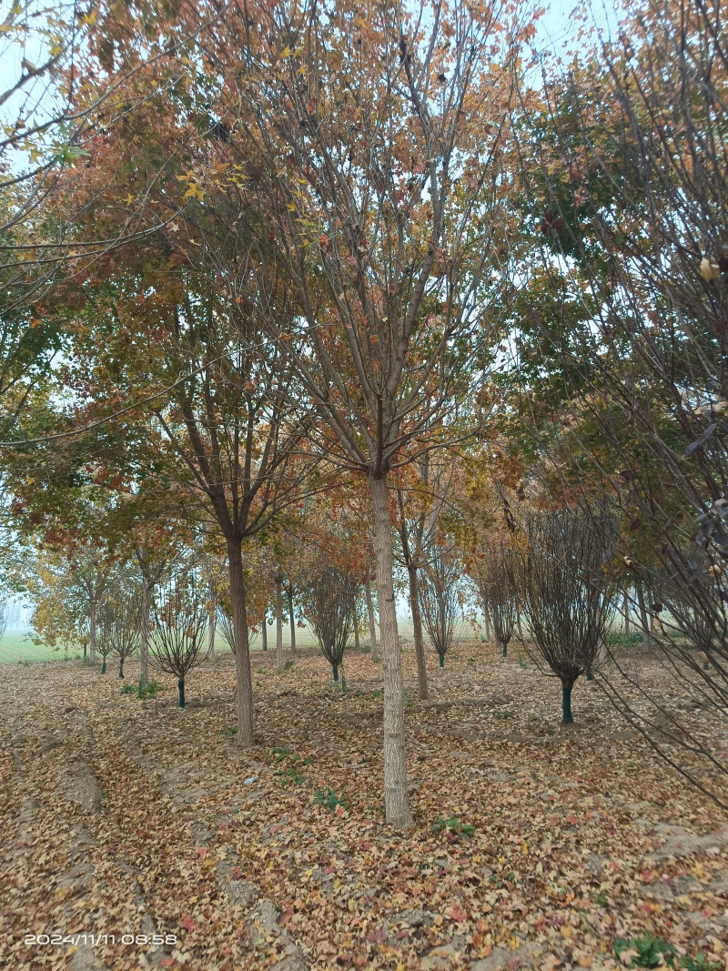 基地元宝枫绿化苗木151820公分规格齐全基地供应