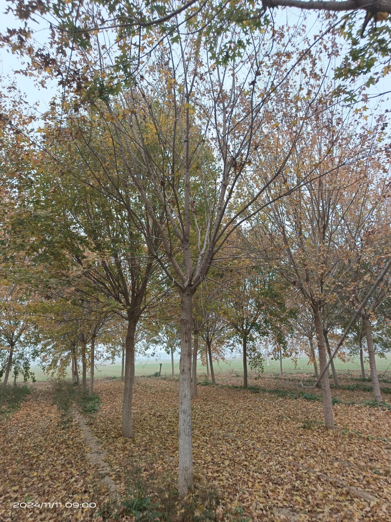 基地元宝枫绿化苗木151820公分规格齐全基地供应