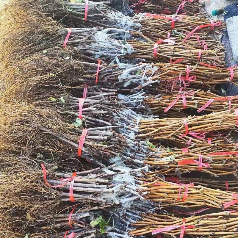 出售个品种嫁接苗