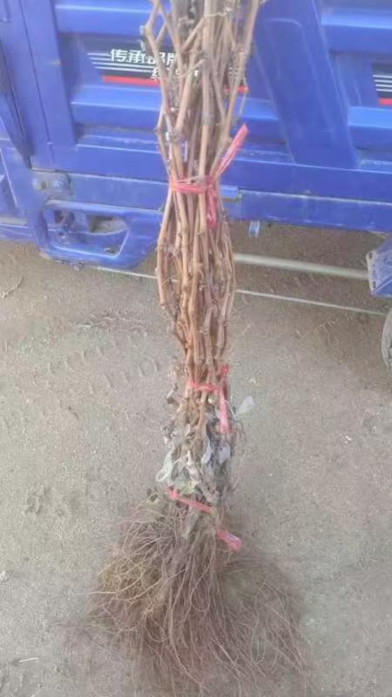 出售个品种嫁接苗