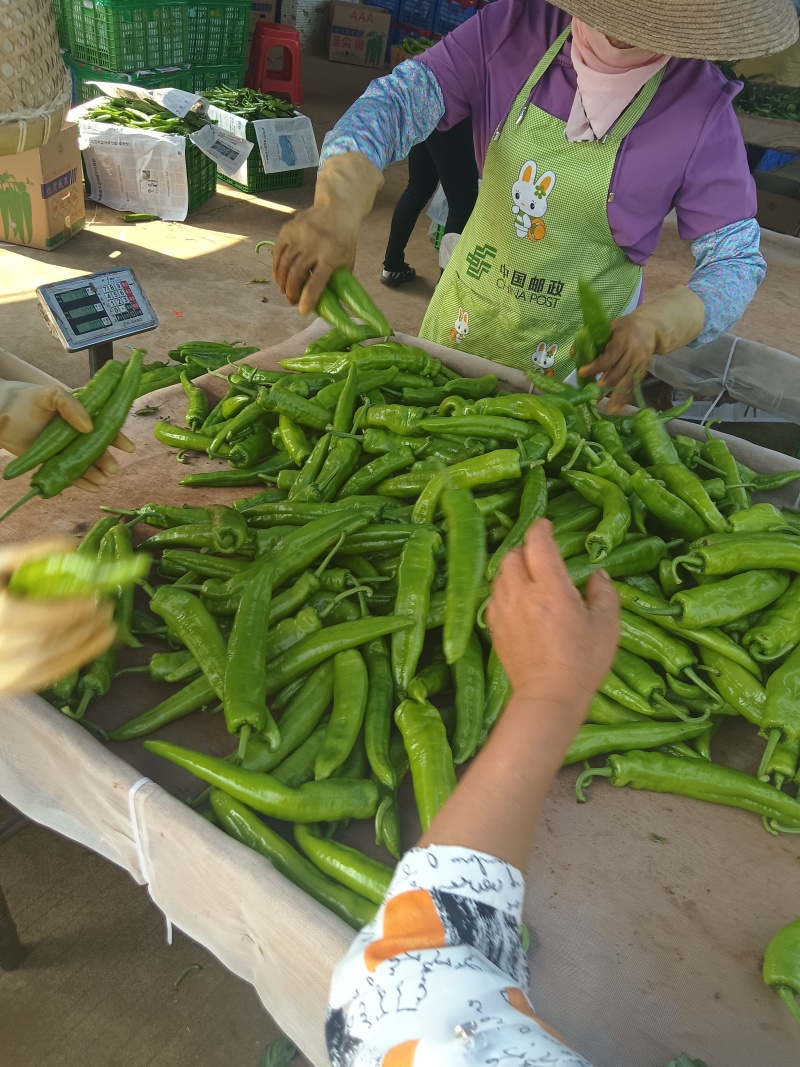 广东湛江黄皮尖椒上市，价格实惠，欢迎咨询