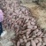 四川密薯西瓜红无虫无病害根条好口感软糯香甜欢迎订购