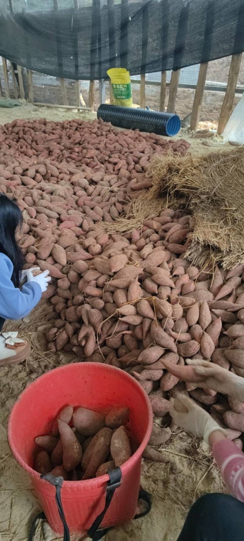 四川密薯西瓜红无虫无病害根条好口感软糯香甜欢迎订购
