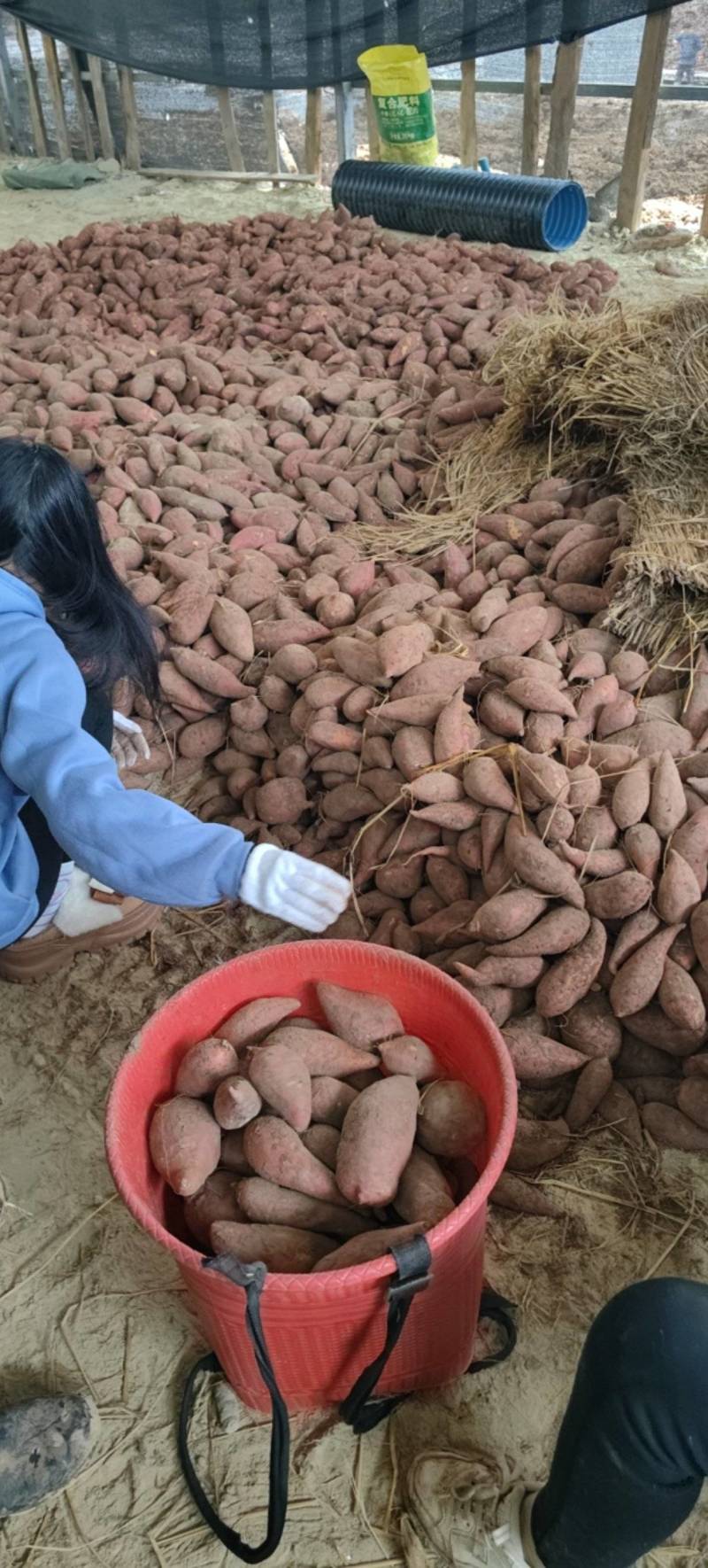 四川密薯西瓜红无虫无病害根条好口感软糯香甜欢迎订购