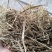 湖北稻草铡断无土无霉精品，过风选，小套袋，对接全国