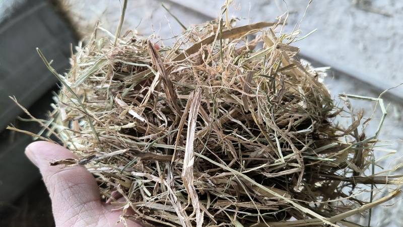 湖北稻草铡断无土无霉精品，过风选，小套袋，对接全国