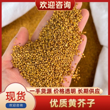 中药材黄介子新货各种规格欢迎洽谈大货批发零售