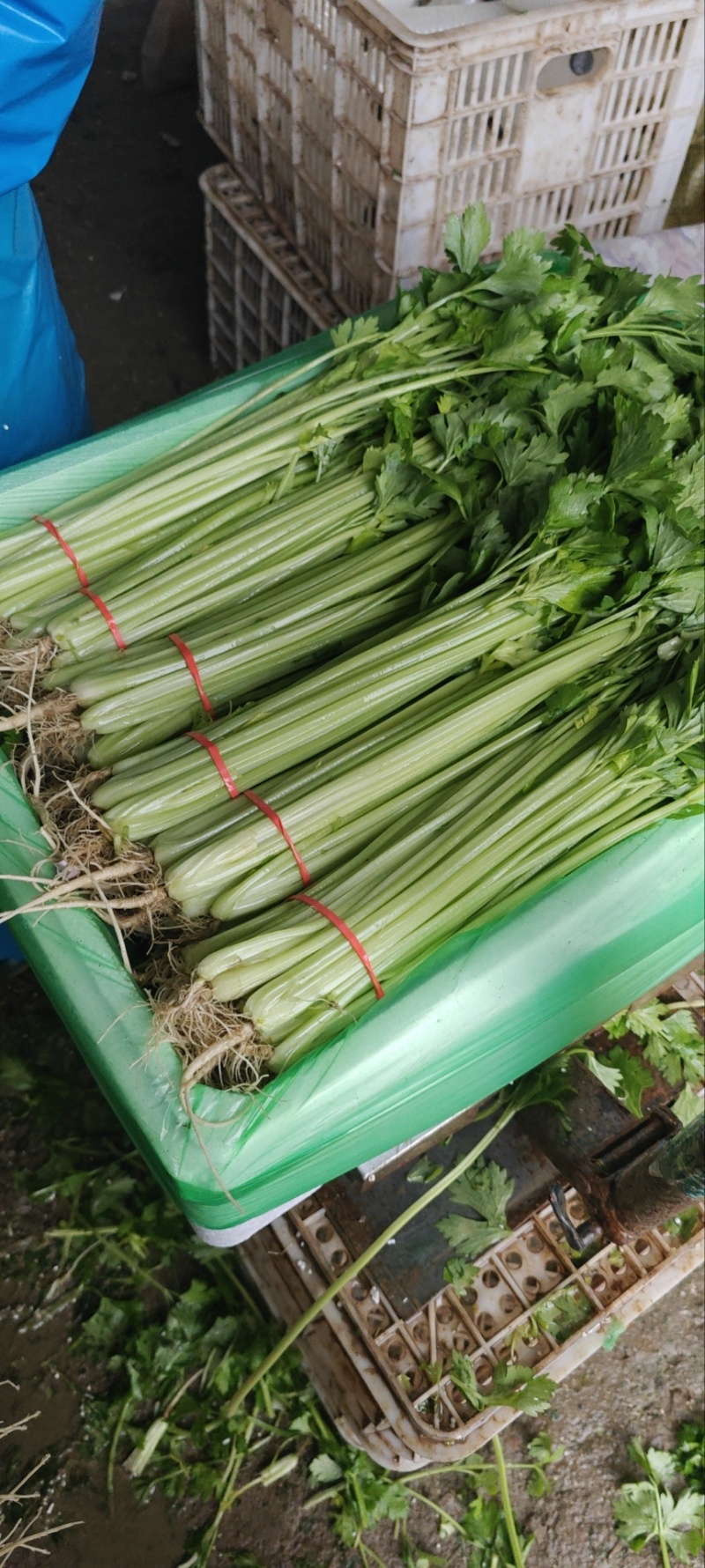 精品香芹芹菜对接全国量大从优基地批发质量保证诚信经营