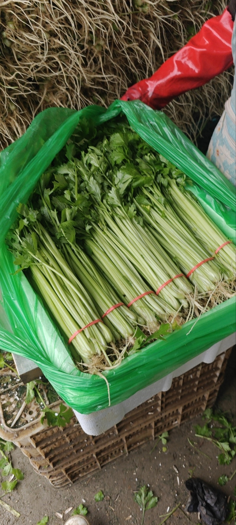 精品香芹芹菜对接全国量大从优基地批发质量保证诚信经营
